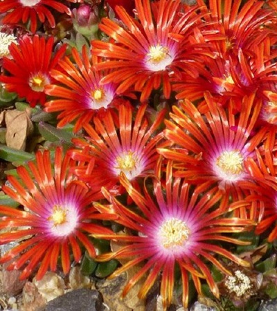 Ice Plant Red Mountain® Flame